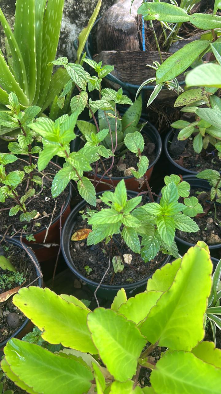 Potted mint plants